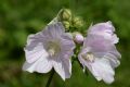 Malva alcea